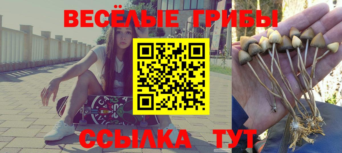 Галлюциногенные грибы Psilocybe Нижневартовск